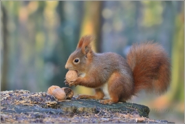 <p>VEVERKA OBECNÁ (Sciurus vulgaris) /Red squirrel - Eichhörnchen/</p>